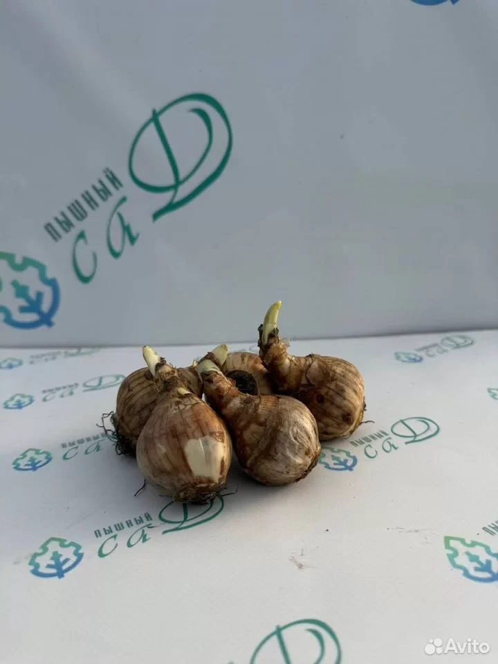 Нарцисс орхидный "ЭППЛ ПАЙ" (5 штук)